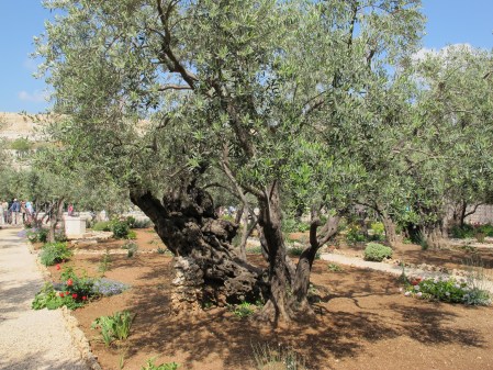 gethsemane-olivetree