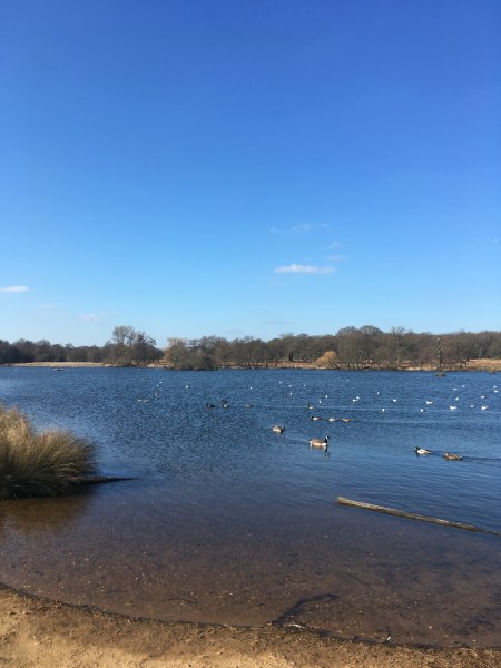 richmond park feb 18